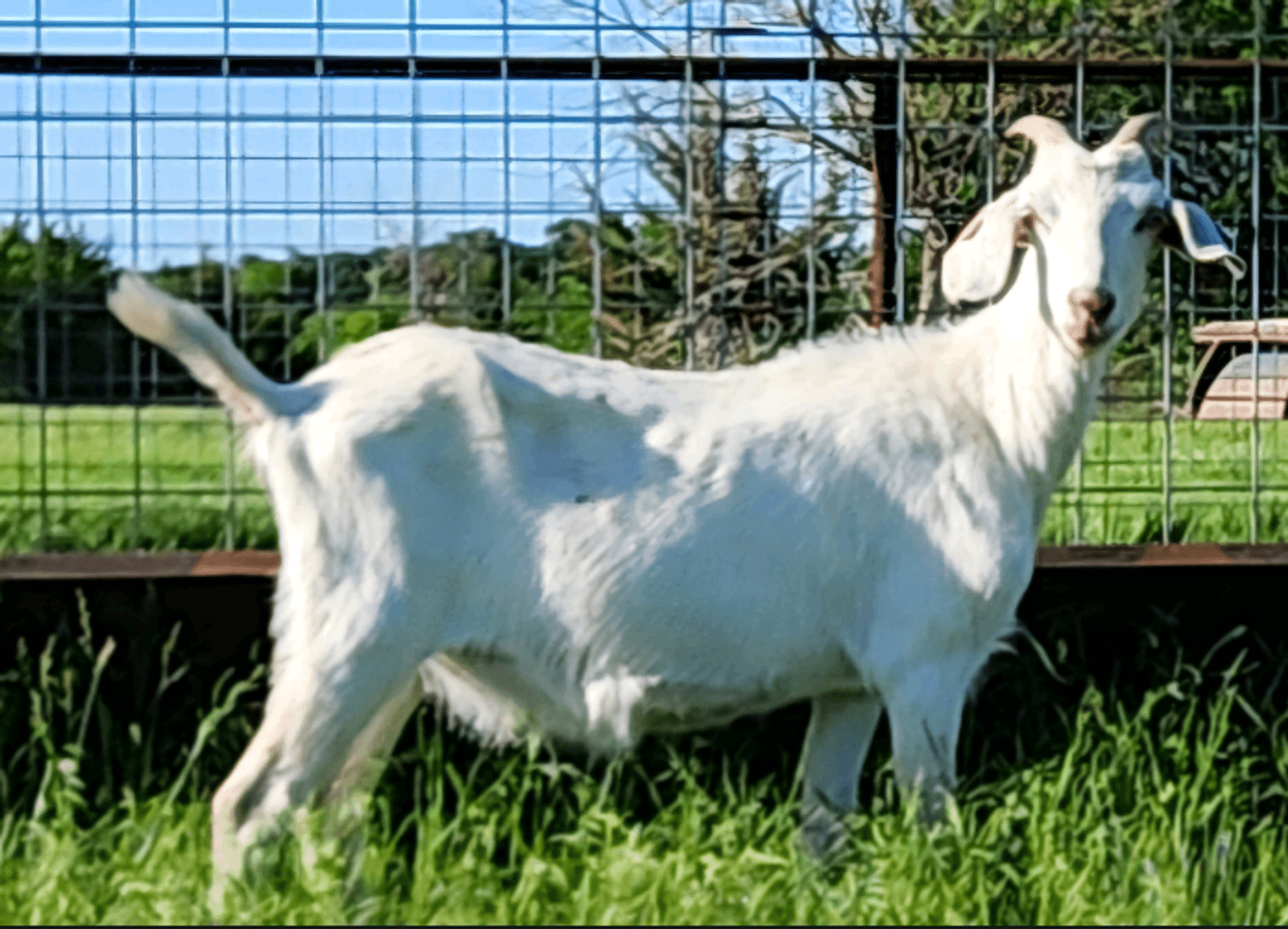 Image for 2024 | Heartland Kiko Production Sale