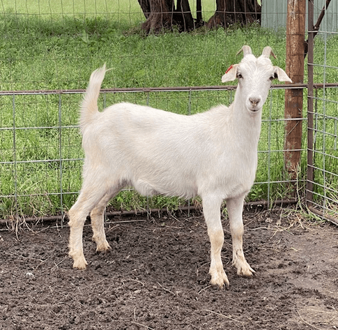 Image for 2024 | Heartland Kiko Production Sale