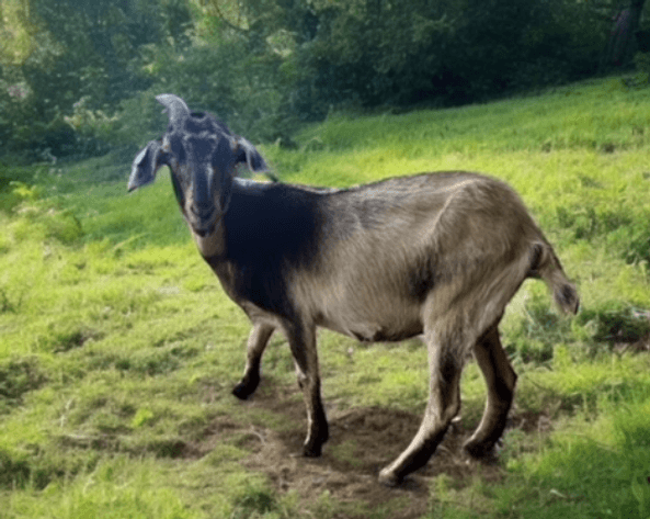 Image for 2024 | Kiko Bonnaroo Sale