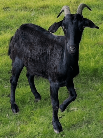 Image for 2024 | Kiko Bonnaroo Sale