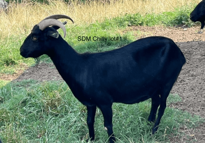 Image for 2024 | Kiko Bonnaroo Sale