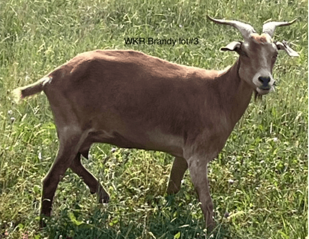 Image for 2024 | Kiko Bonnaroo Sale