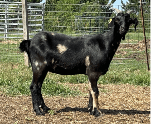 Image for 2024 | North Star Kiko Classic Sale