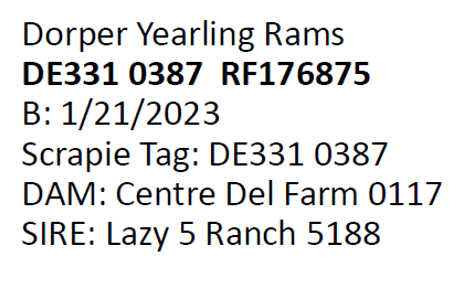 Image for 2024 | Southern State Dorper Sale