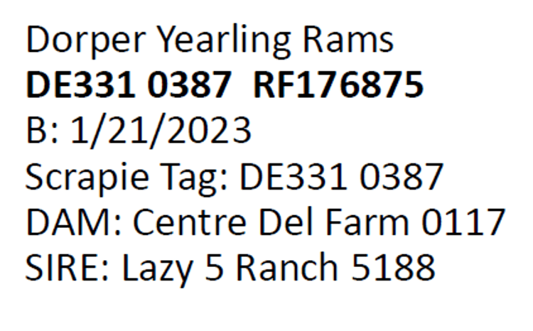 Image for 2024 | Southern State Dorper Sale