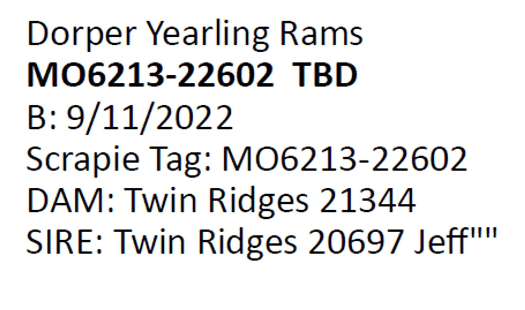 Image for 2024 | Southern State Dorper Sale