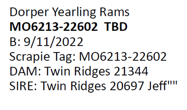 Image for 2024 | Southern State Dorper Sale