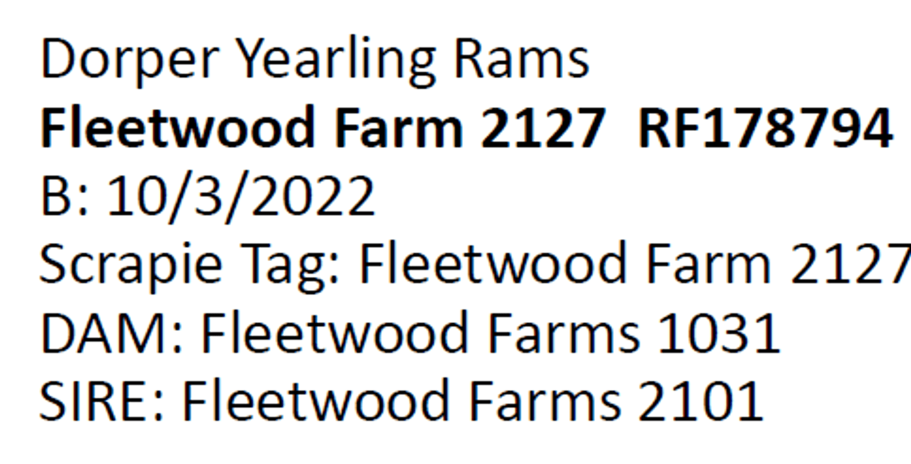 Image for 2024 | Southern State Dorper Sale