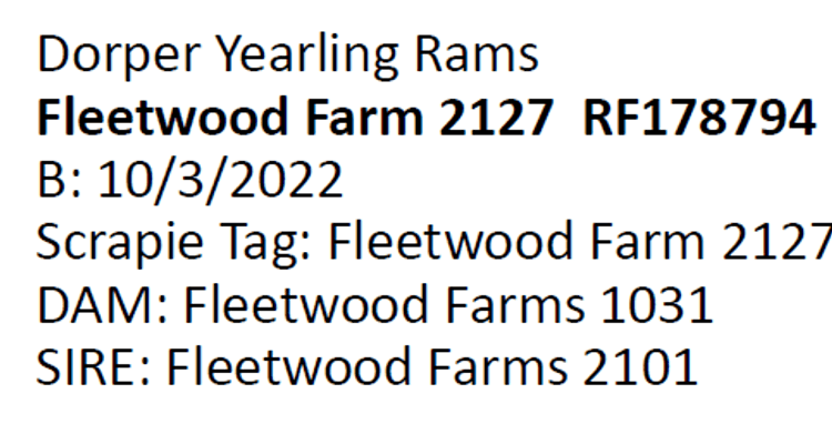 Image for 2024 | Southern State Dorper Sale