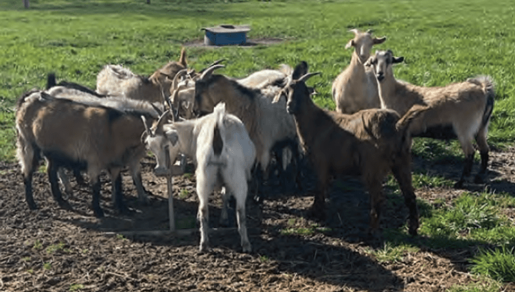 Image for 2024 | ASGA- Premiere Sale