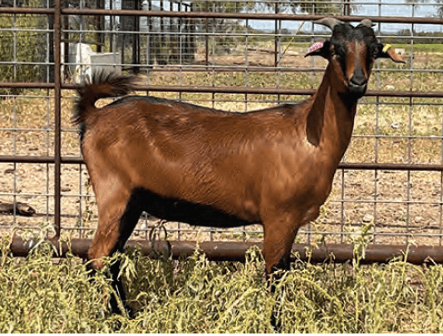 Image for 2024 | ASGA- Premiere Sale