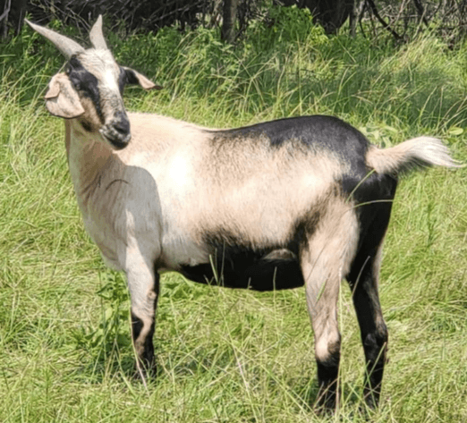 Image for 2024 | Appalachian Kiko Invitational