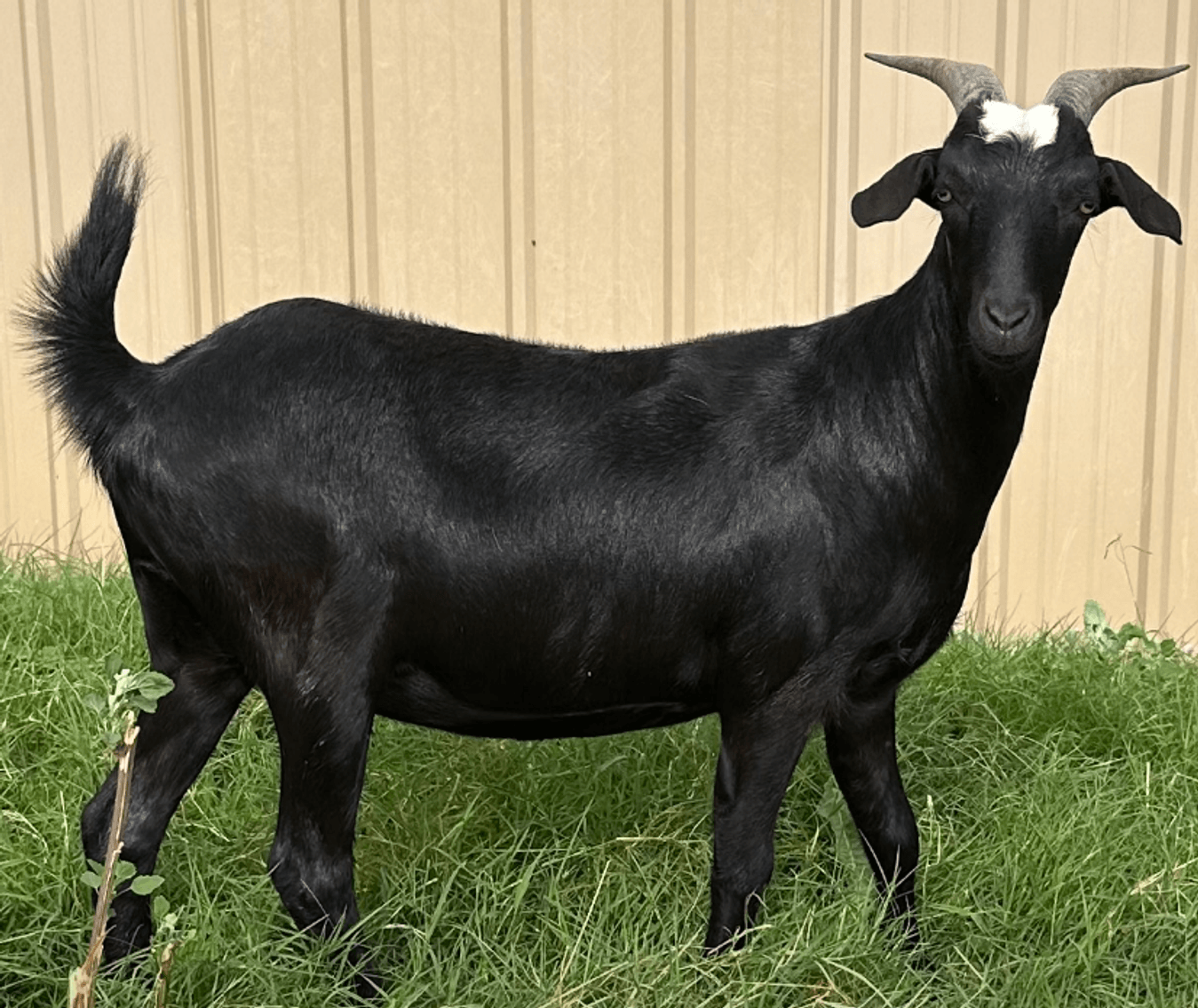 Image for 2024 | Oklahoma Hills Invitational Sale