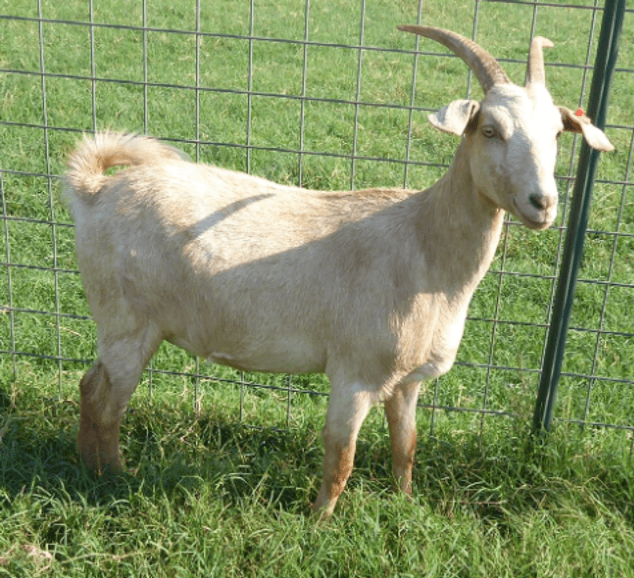 Image for 2024 | Oklahoma Hills Invitational Sale