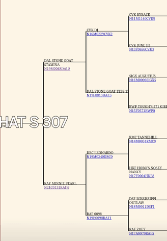 Image for 2024 | Oklahoma Hills Invitational Sale