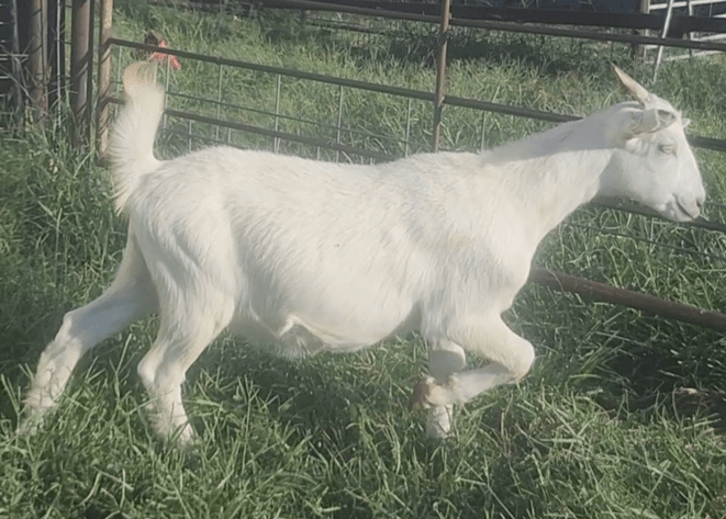 Image for 2024 | Oklahoma Hills Invitational Sale