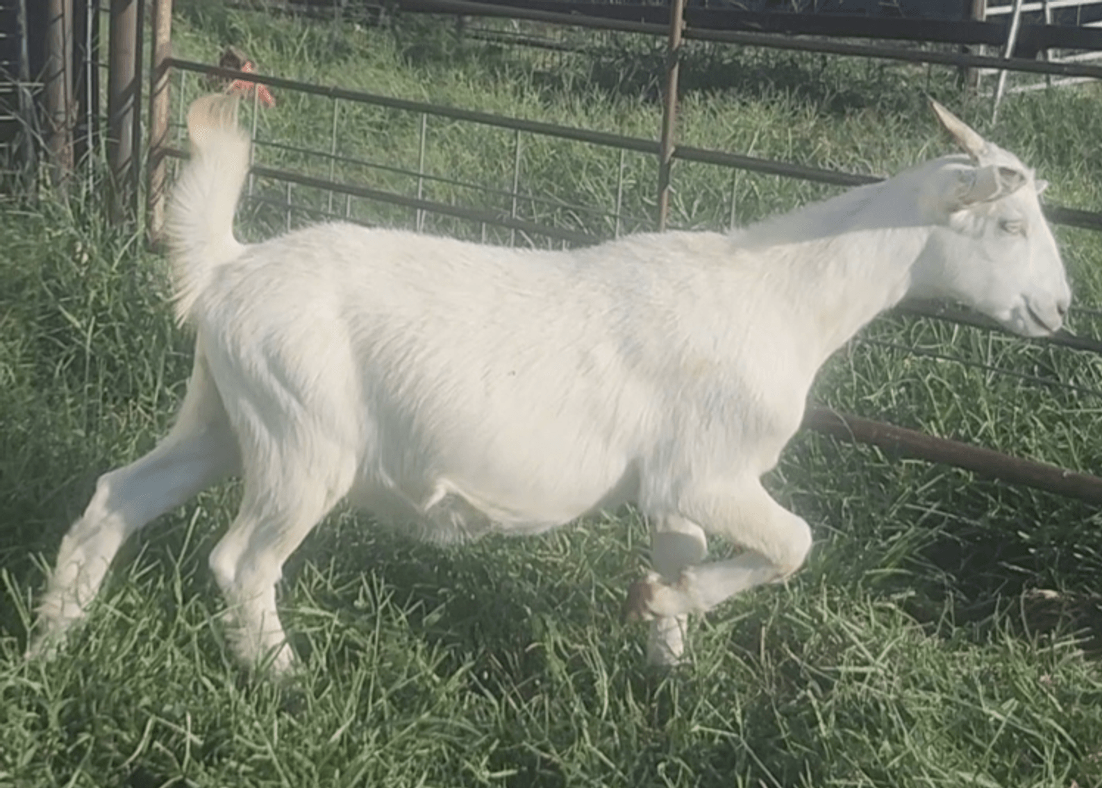 Image for 2024 | Oklahoma Hills Invitational Sale