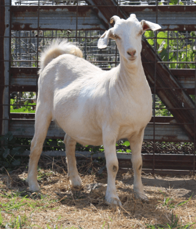 Image for 2024 | Cream of Crop-  Kiko Sale