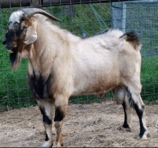 Image for 2024 | BOYS OF FALL