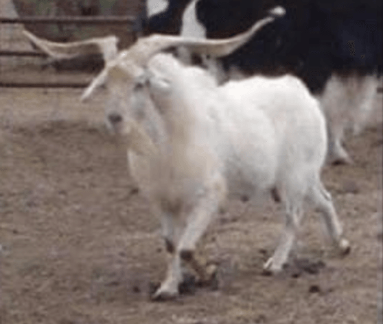 Image for 2024 | BOYS OF FALL