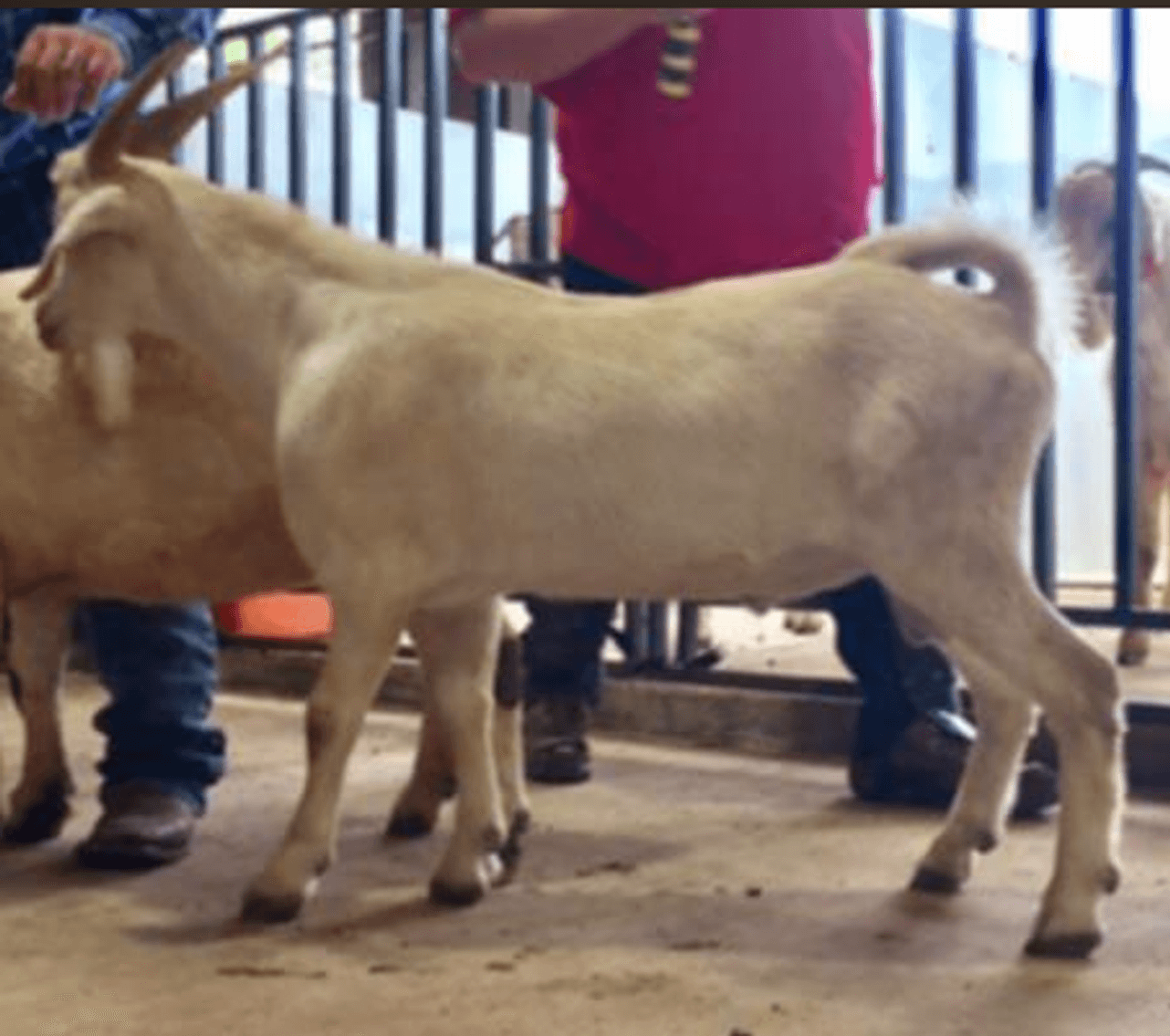 Image for 2024 | BROVEMBER- KIKO Frozen Genetics Sale