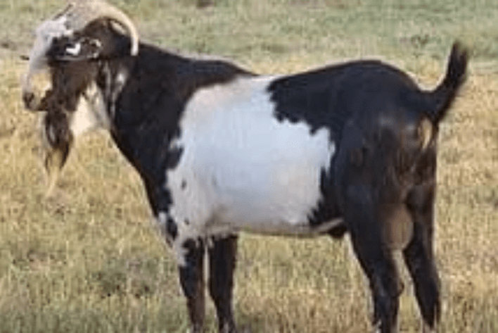 Image for 2024 | BROVEMBER- KIKO Frozen Genetics Sale