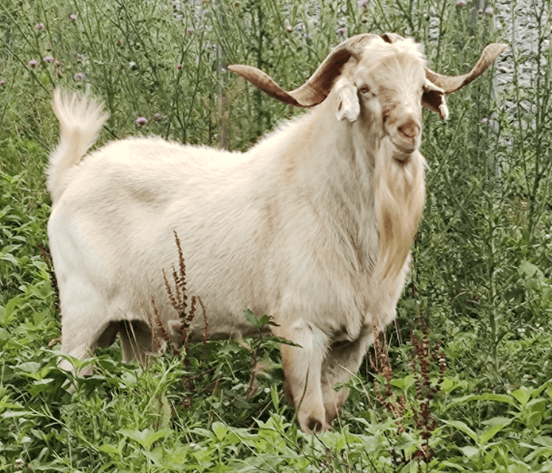 Image for 2024 | BROVEMBER- KIKO Frozen Genetics Sale