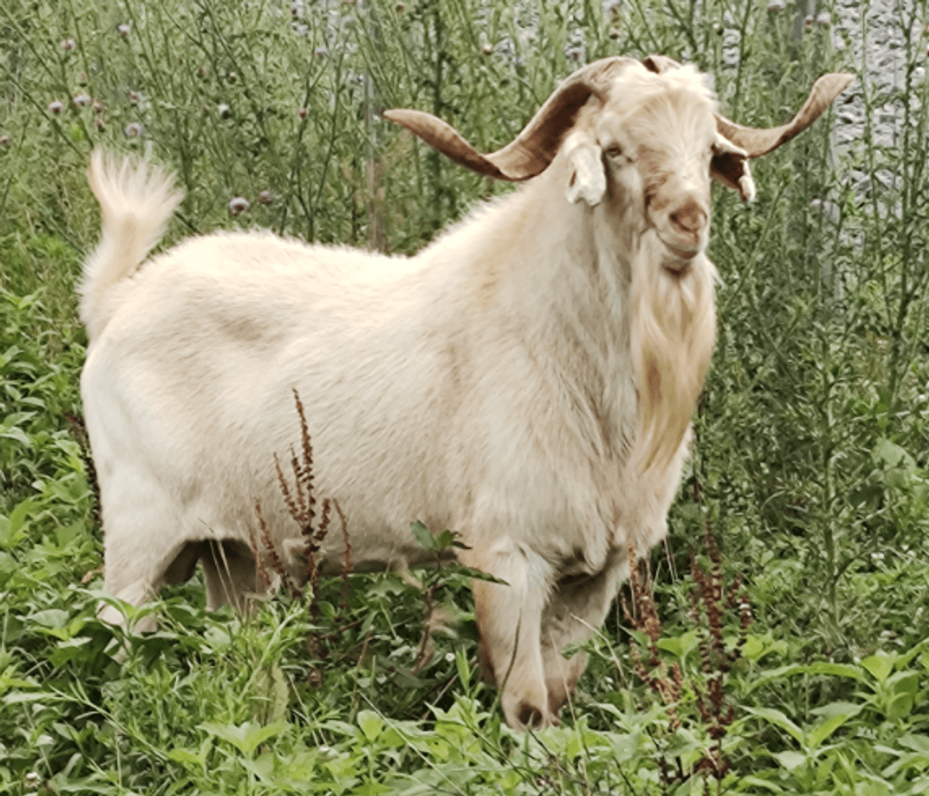 Image for 2024 | BROVEMBER- KIKO Frozen Genetics Sale