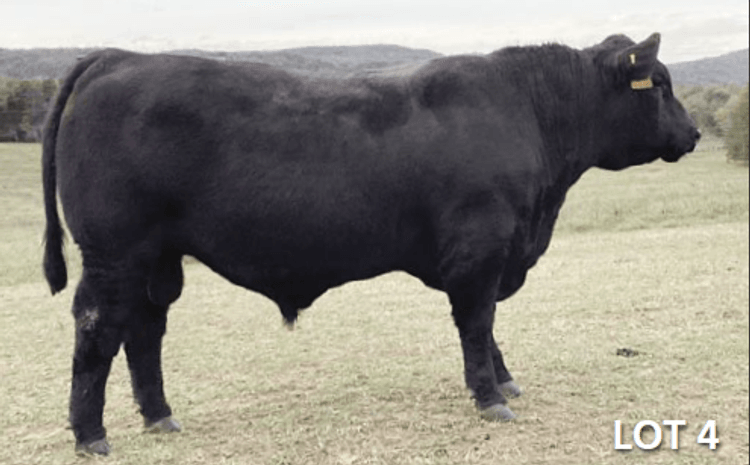 Image for 2024 | Platinum Alliance All Breed- Bull & Female Sale