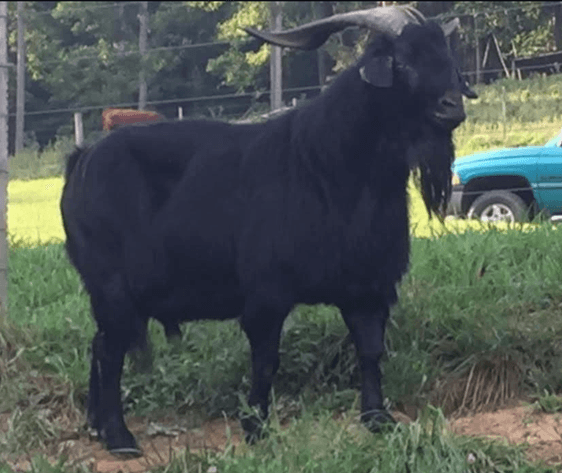 Image for 2025 | Kiko Lovers- M.R. GOATS Frozen Sale