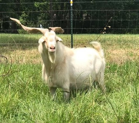 Image for 2025 | Foreman Benefit Auction