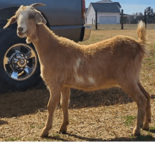 Image for 2025 | SEKGA- Spring Sale