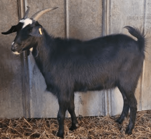 Image for 2025 | SEKGA- Spring Sale