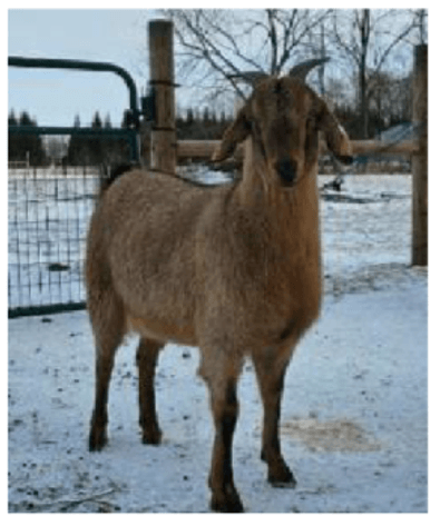 Image for 2025 | New Green Country | Kiko Production Sale