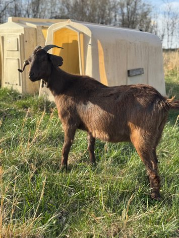 Image for 2025 | NKR Spotlight Sale