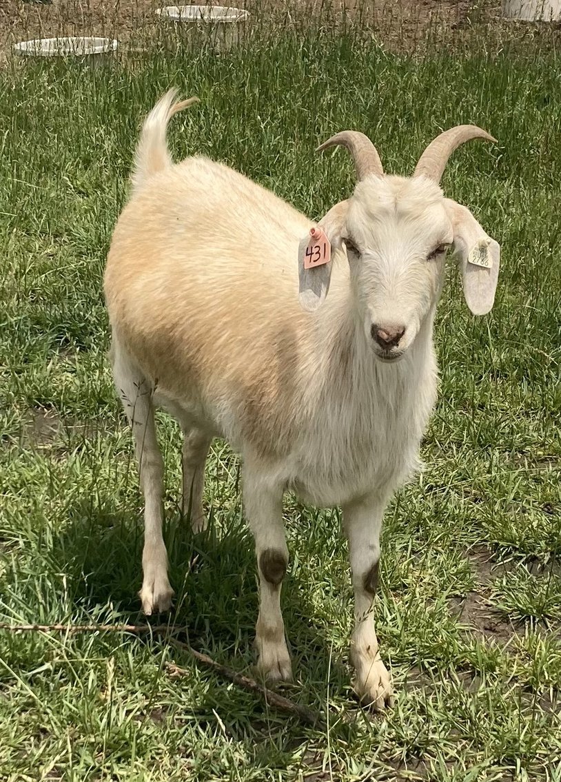 Image for 2025 | Heartland Kiko Production Sale