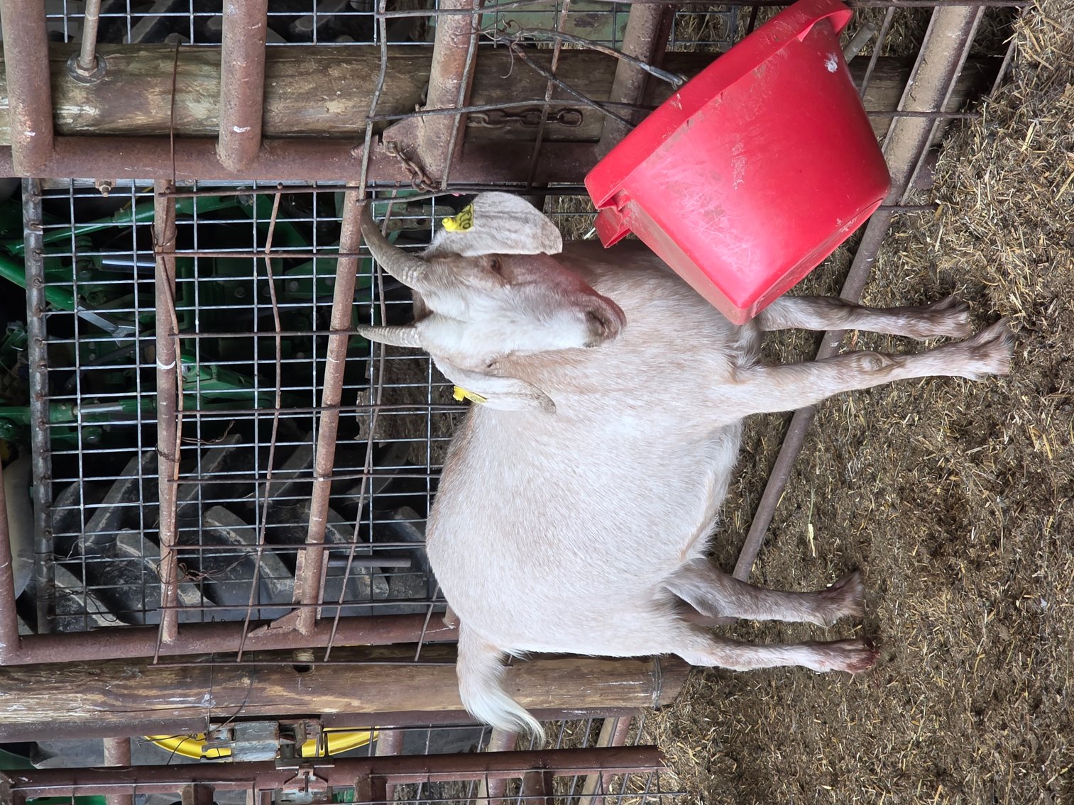 Image for 2025 | Heartland Kiko Production Sale