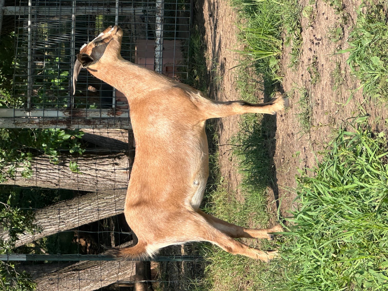 Image for 2025 | Heartland Kiko Production Sale