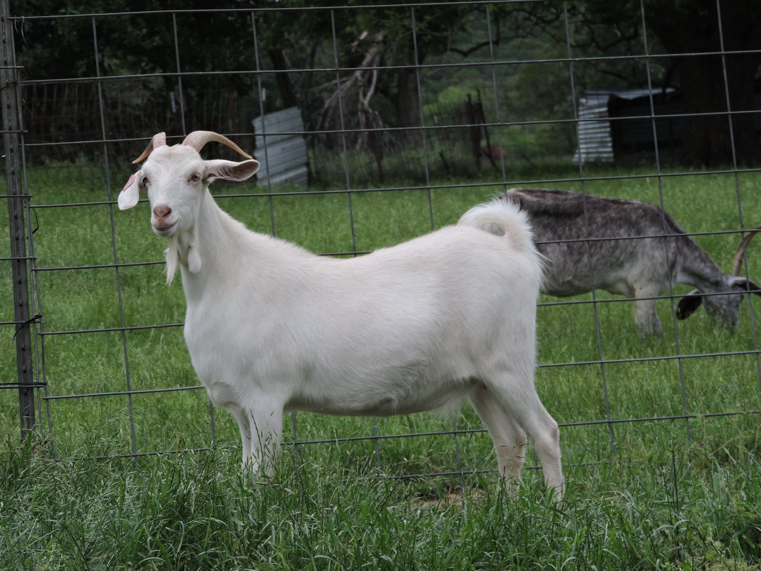 Image for 2025 | Heartland Kiko Production Sale