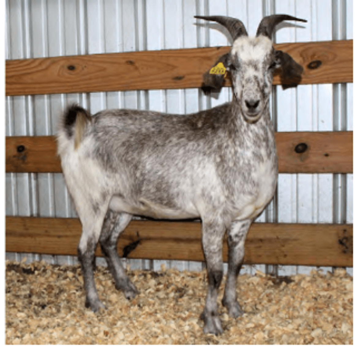 Image for 2025 | Heritage Kiko Showcase