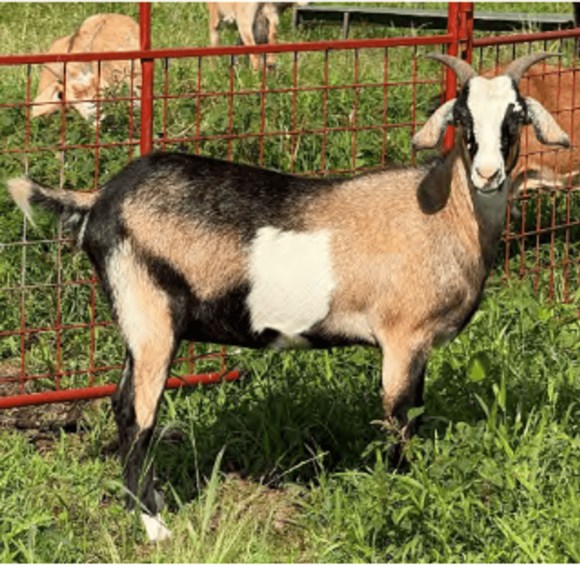 Image for 2025 | Heritage Kiko Showcase