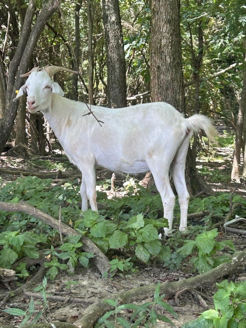 Image for 2025 | Heritage Kiko Showcase