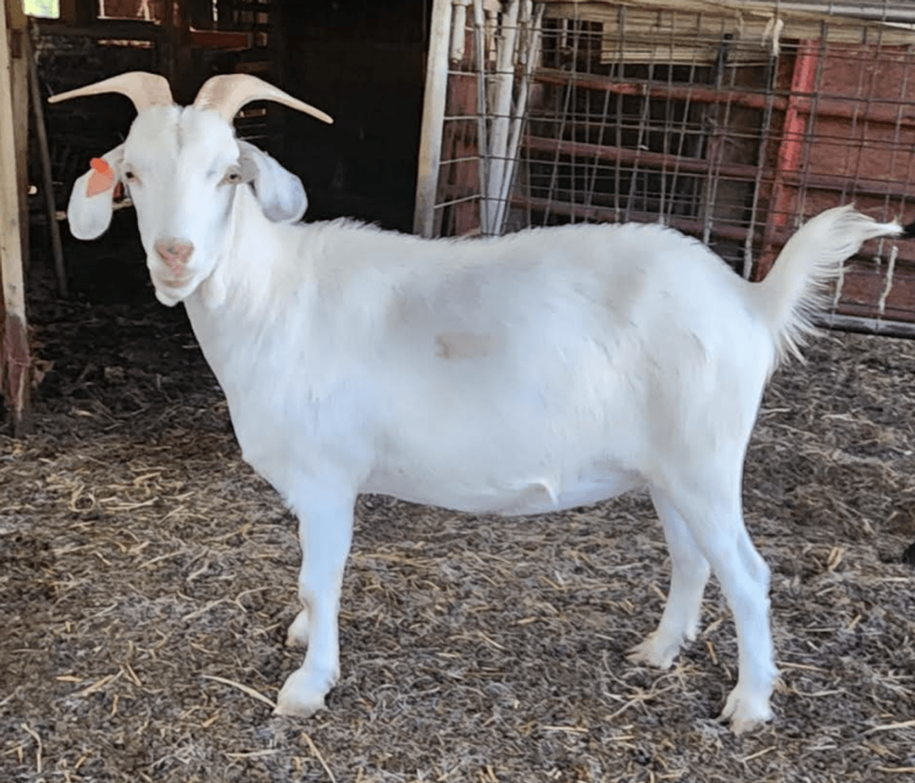 Image for 2025 | Appalachian Kiko Invitational