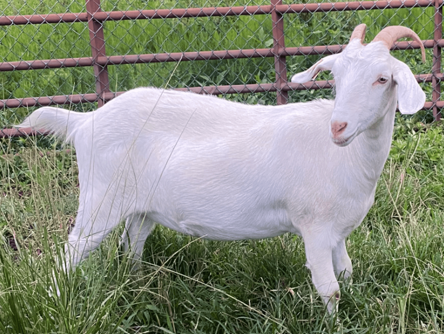 Image for 2025 | Appalachian Kiko Invitational