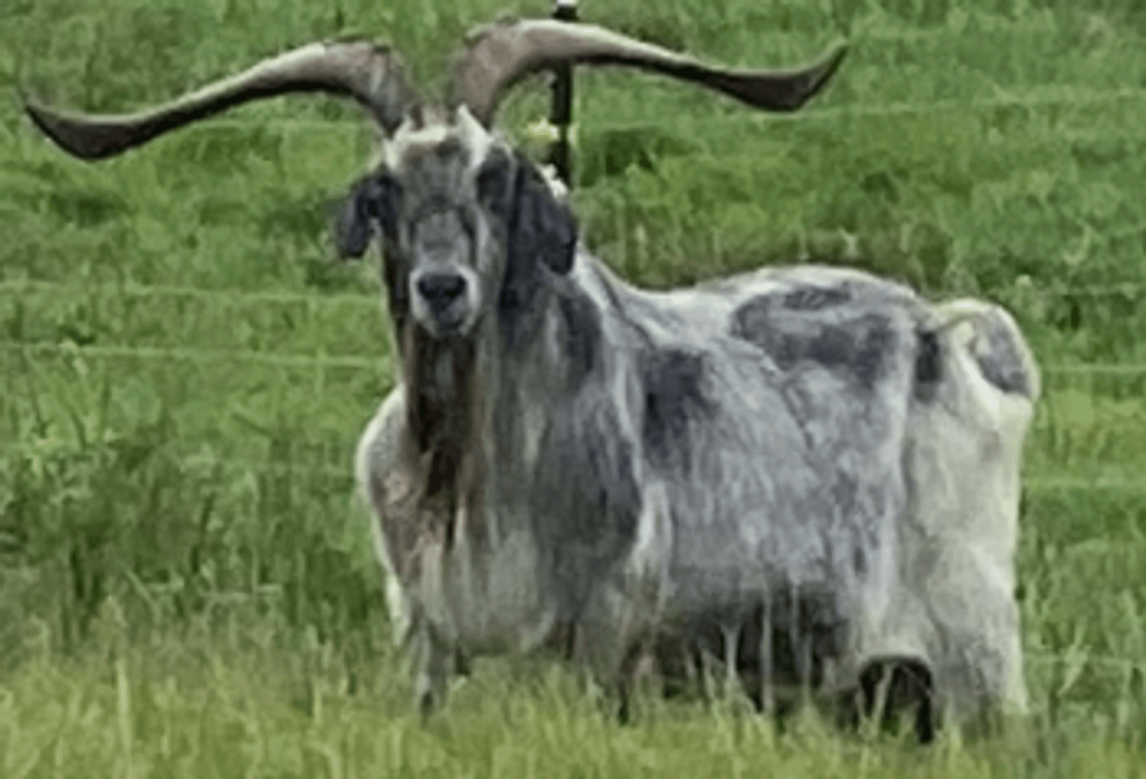 Image for 2025 | Brovember- Kiko Genetics