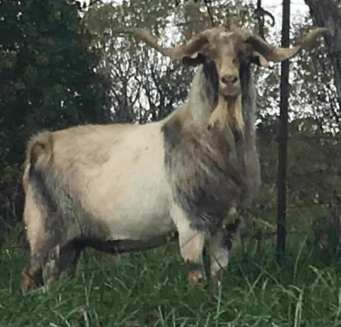 Image for 2025 | Brovember- Kiko Genetics