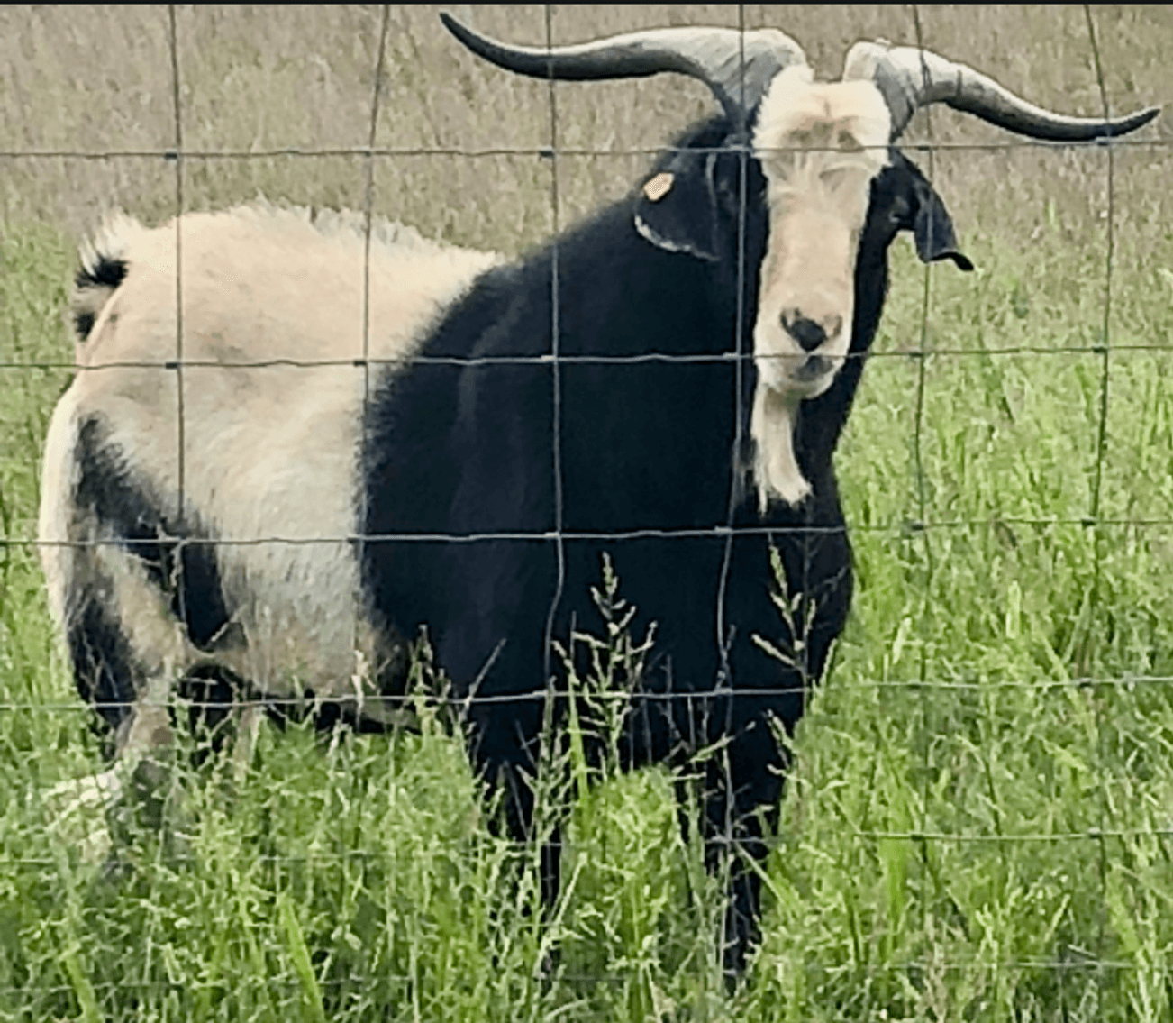 Image for 2025 | Brovember- Kiko Genetics