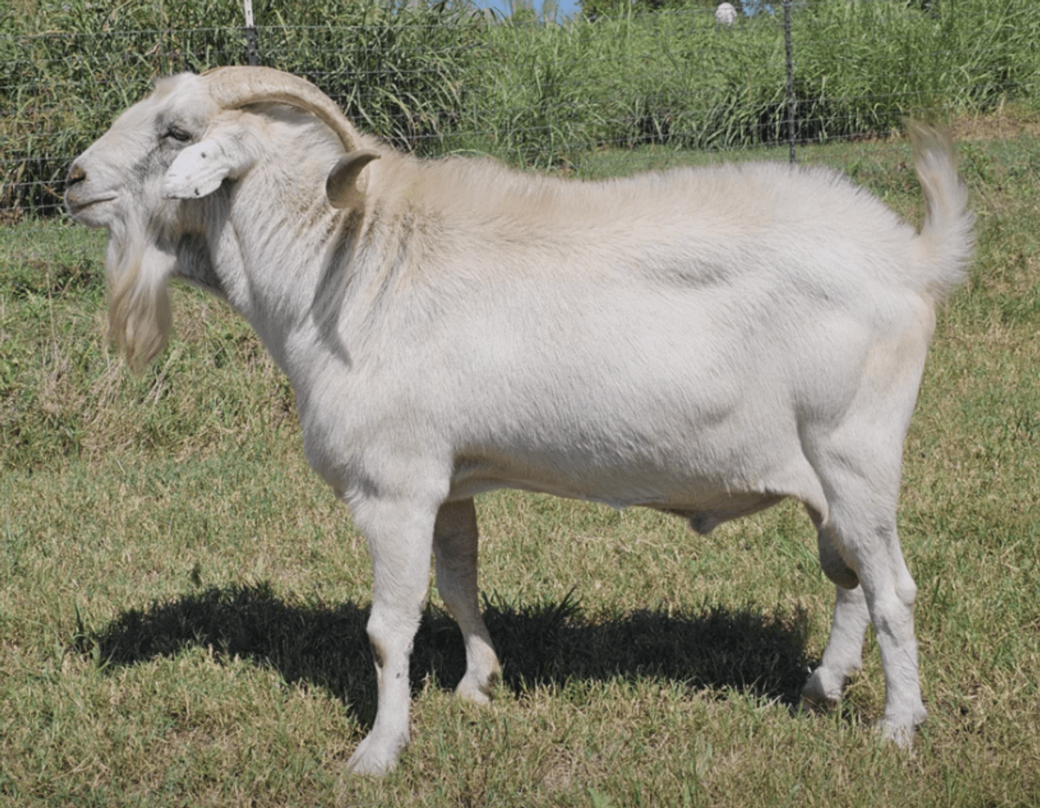 Image for 2026 | Cabin Fever Kiko Sale