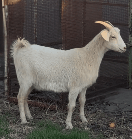 Image for 2026 | Cabin Fever Kiko Sale