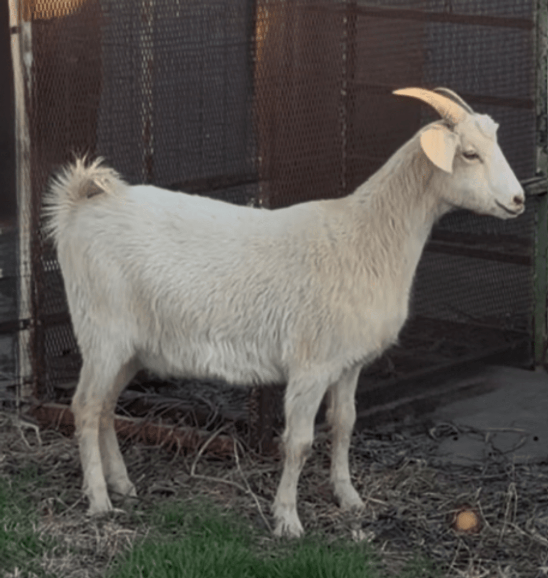 Image for 2026 | Cabin Fever Kiko Sale